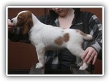 pop litter 1-5-2014 lilac girl (5)