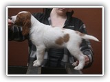 pop litter 1-5-2014 lilac girl (6)
