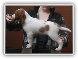 pop litter 1-5-2014 lilac girl (7)