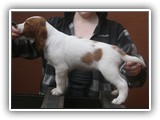 pop litter 1-5-2014 lilac girl (8)