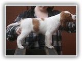 pop litter 1-5-2014 lilac girl (9)