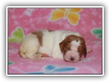 pop litter 11-20-2013 lilac girl (1)