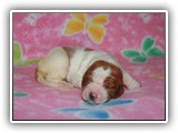 pop litter 11-20-2013 lilac girl (4)