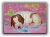 pop litter 11-20-2013 lilac girl (7)