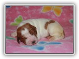 pop litter 11-20-2013 lilac girl (8)