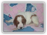 pop litter 11-26-2013 lilac girl (1)