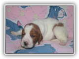 pop litter 11-26-2013 lilac girl (2)