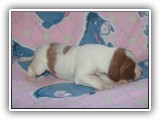 pop litter 11-26-2013 lilac girl (3)