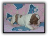 pop litter 11-26-2013 lilac girl (4)