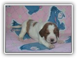 pop litter 11-26-2013 lilac girl (5)