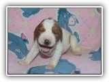 pop litter 11-26-2013 lilac girl (6)