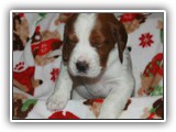Pop Litter 12-10-2013 lilac girl (7)