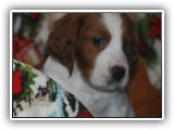 pop litter 12-17-2013 lilac girl (1)