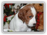 pop litter 12-17-2013 lilac girl (2)