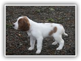 pop litter 12-21-2013 lilac girl