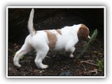 pop litter 12-24-2013 lilac girl (1)