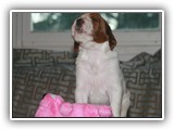 pop litter 12-4-2013 lilac girl (2)