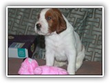 pop litter 12-4-2013 lilac girl (3)
