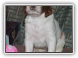 pop litter 12-4-2013 lilac girl (4)