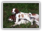 promise litter 5-18-2014 red & kayleigh