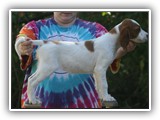 shine litter 10-1-2016 girl (3)