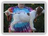 shine litter 10-1-2016 girl (4)
