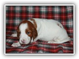 sparkle 8-20-2016 (45)