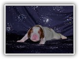 sparkle litter 08-03-2016 girl (10)