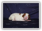 sparkle litter 08-03-2016 girl (4)