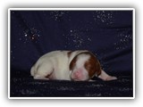 sparkle litter 08-03-2016 girl (5)