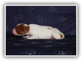 sparkle litter 08-03-2016 girl (6)