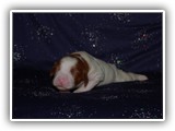 sparkle litter 08-03-2016 girl (8)