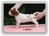 sparkle litter 8-18-2016 girl (1)