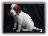 sparkle litter 8-30-2016 girl (18)