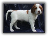 sparkle litter 8-30-2016 girl (22)