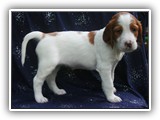 sparkle litter 8-30-2016 girl (26)