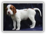 sparkle litter 8-30-2016 girl (9)
