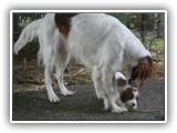 wish 6-6-2013 Eoghan & Stripes (1)