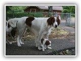 wish 6-6-2013 Eoghan & Stripes (3)