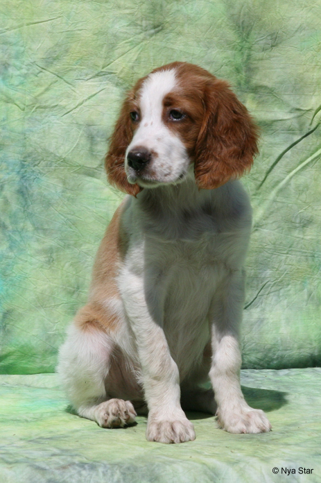 Aoife, Irish Red & White Setter